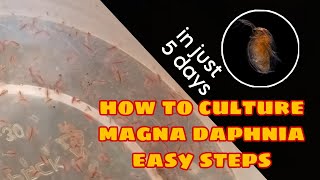 How to Culture Magna Daphnia Easily [upl. by Hcra]