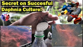 How to Culture Daphnia Successfully [upl. by Rye]