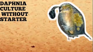 HOW TO CULTURE DAPHNIA NATURALLY WITHOUT A STARTER [upl. by Osbert]