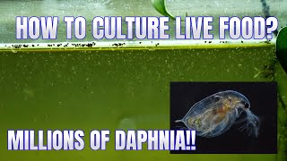 How to Culture Daphnia Secret Method to Breed MILLIONS  Simply Aquatic [upl. by Jeuz]