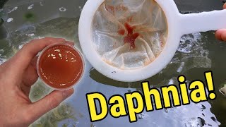 How I Culture Daphnia In Outdoor Tubs [upl. by Olyhs]