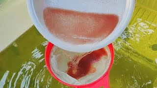 How to culture daphnia  Daphnia culture  How to grow daphnia outdoor [upl. by Baldwin822]