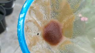 How to culture daphnia moina in a small container Part 1 English Subtitle [upl. by Postman624]