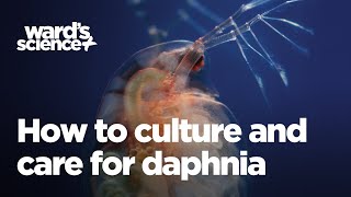 How to Culture and Care for Daphnia [upl. by Maddalena]