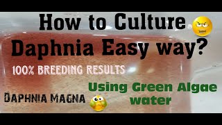 Daphnia MagnaHow to Culture Daphnia Easy wayCulturing Daphnia using Green water Daphnia [upl. by Annoet]