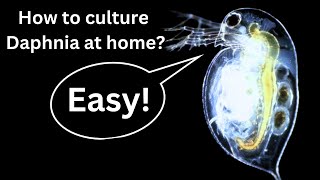 BEST Live Fish Food Beginner guide How to Culture Daphnia at home [upl. by Neehs]