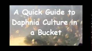 How to culture daphnia outside [upl. by Hasile]