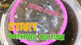 How to culture daphnia moina the easy way 1  Starting the Daphnia culture [upl. by Jehius133]