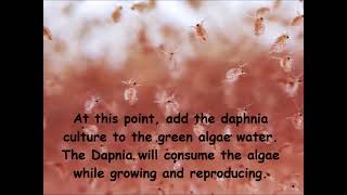 Daphnia  How to grow daphnia in your home [upl. by Acnaib]