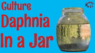 How to Culture Daphnia in a Jar [upl. by Dodwell327]