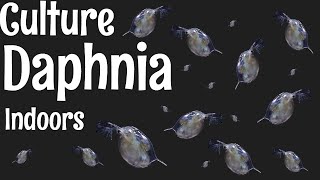 How to Culture Daphnia [upl. by Ylrebme170]