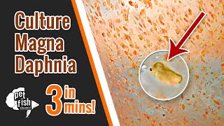 How to culture DAPHNIA MAGNA  The easy way [upl. by Cointon]