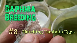 Daphnia Culture made simple and easy 3  Hatching Daphnia eggs [upl. by Danyelle]