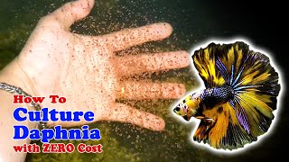 How to Culture Daphnia with ZERO Cost  Unlimited Live Food For Our Fish [upl. by Anaujit]