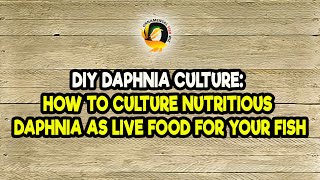 DIY Daphnia Culture How to Culture Nutritious Daphnia as Live Food for Your Fish [upl. by Wiltz261]