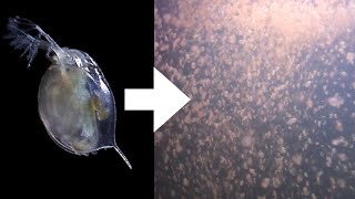 How I Culture Daphnia [upl. by Attenweiler600]