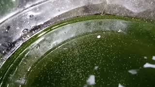 DAPHNIA MOINA CULTURE IN A SMALL BUCKET [upl. by Abehsat]