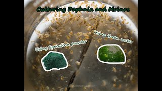 How To Culture Daphnia and Moinas using Green Water Spirulina powder [upl. by Lorelie178]