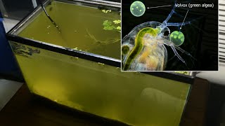 Raising Daphnia for the Freshwater Aquarium [upl. by Riek592]