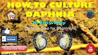 HOW TO CULTURE DAPHNIA In Easy Way [upl. by Nit902]